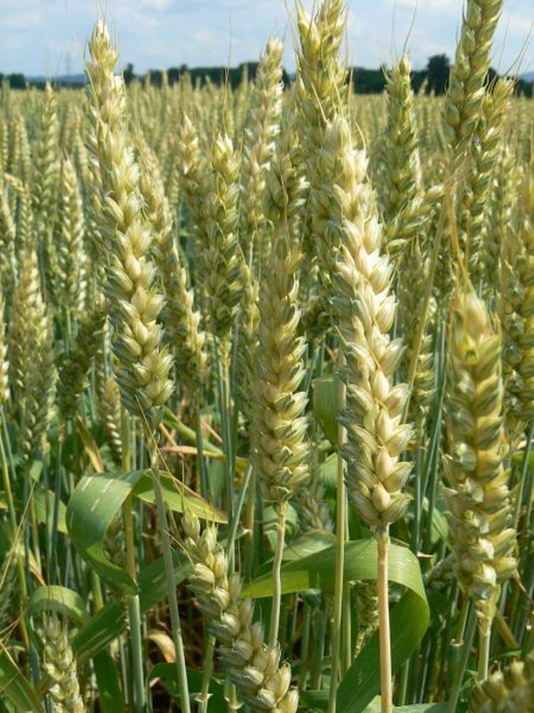 Raccolto cereali a paglia 2019: gli ibridi di frumento tenero RV VENTUROLI si confermano una garanzia per gli agricoltori